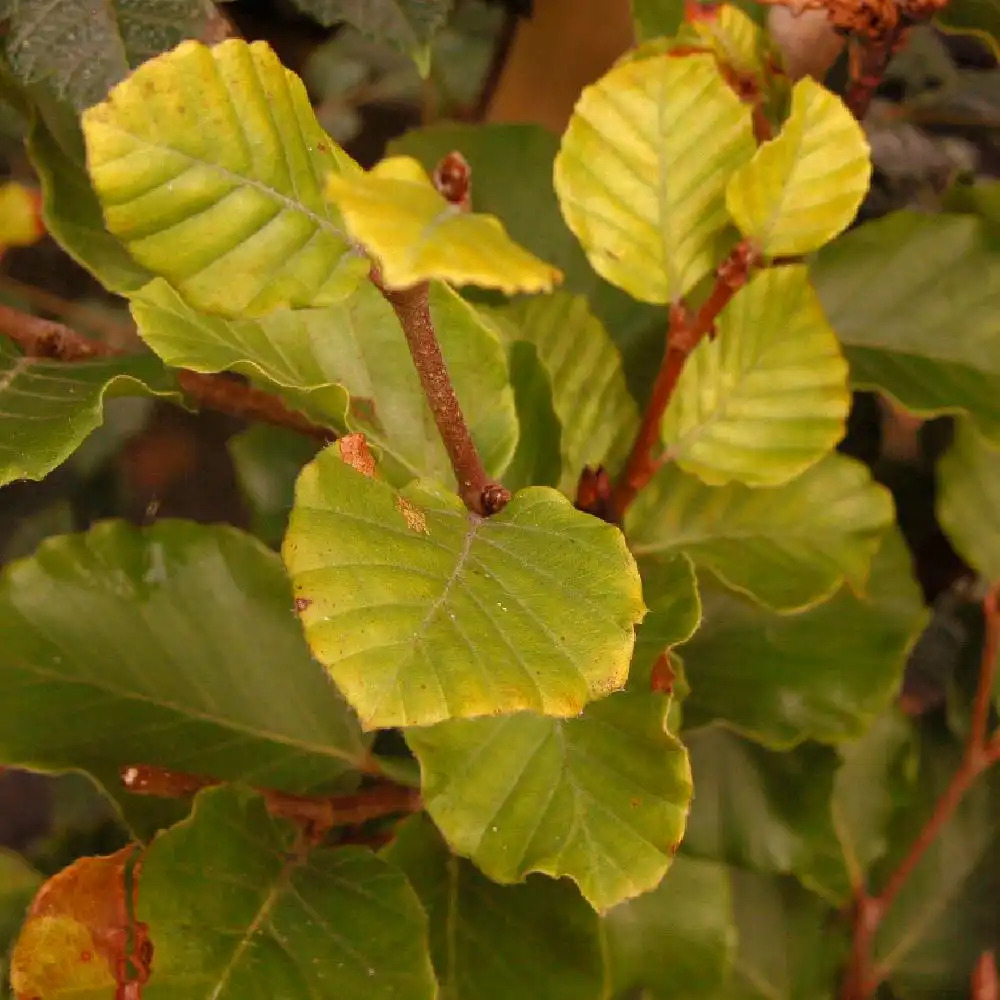 FAGUS sylvatica 'Dawyck Gold'