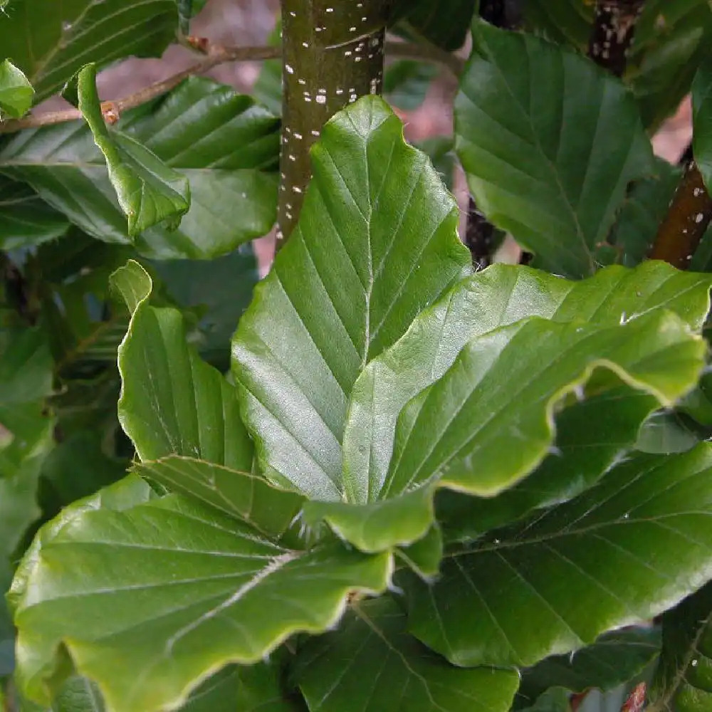 FAGUS sylvatica 'Dawyck'