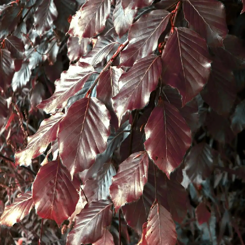 FAGUS sylvatica 'Purple Fountain'