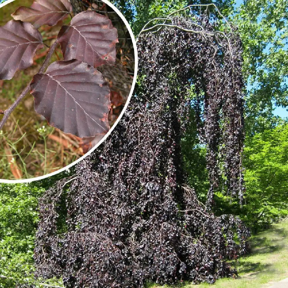 FAGUS sylvatica 'Purpurea Pendula'