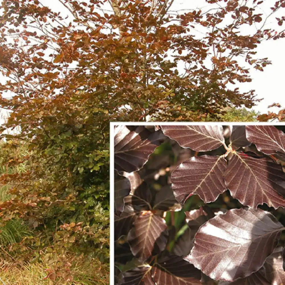 FAGUS sylvatica (purpurea) 'Atropunicea'