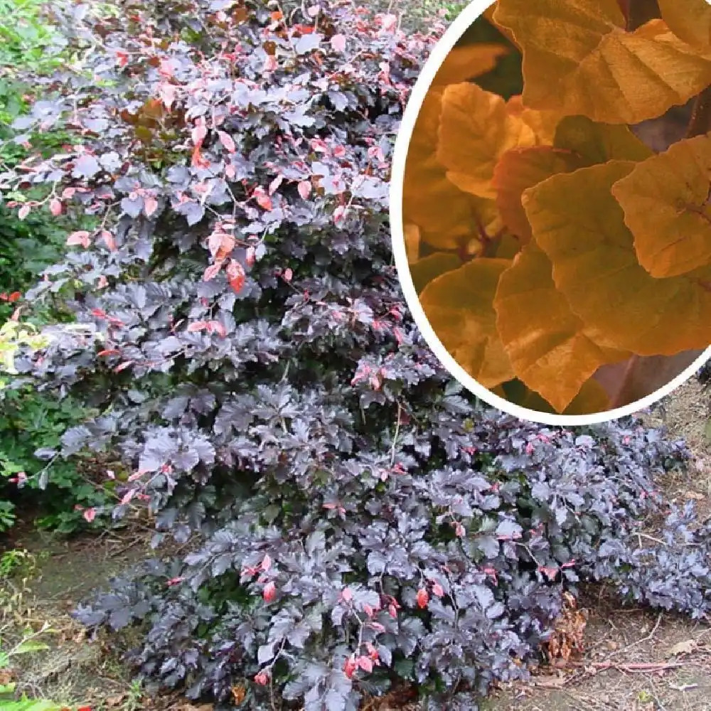 FAGUS sylvatica 'Tortuosa Purpurea'