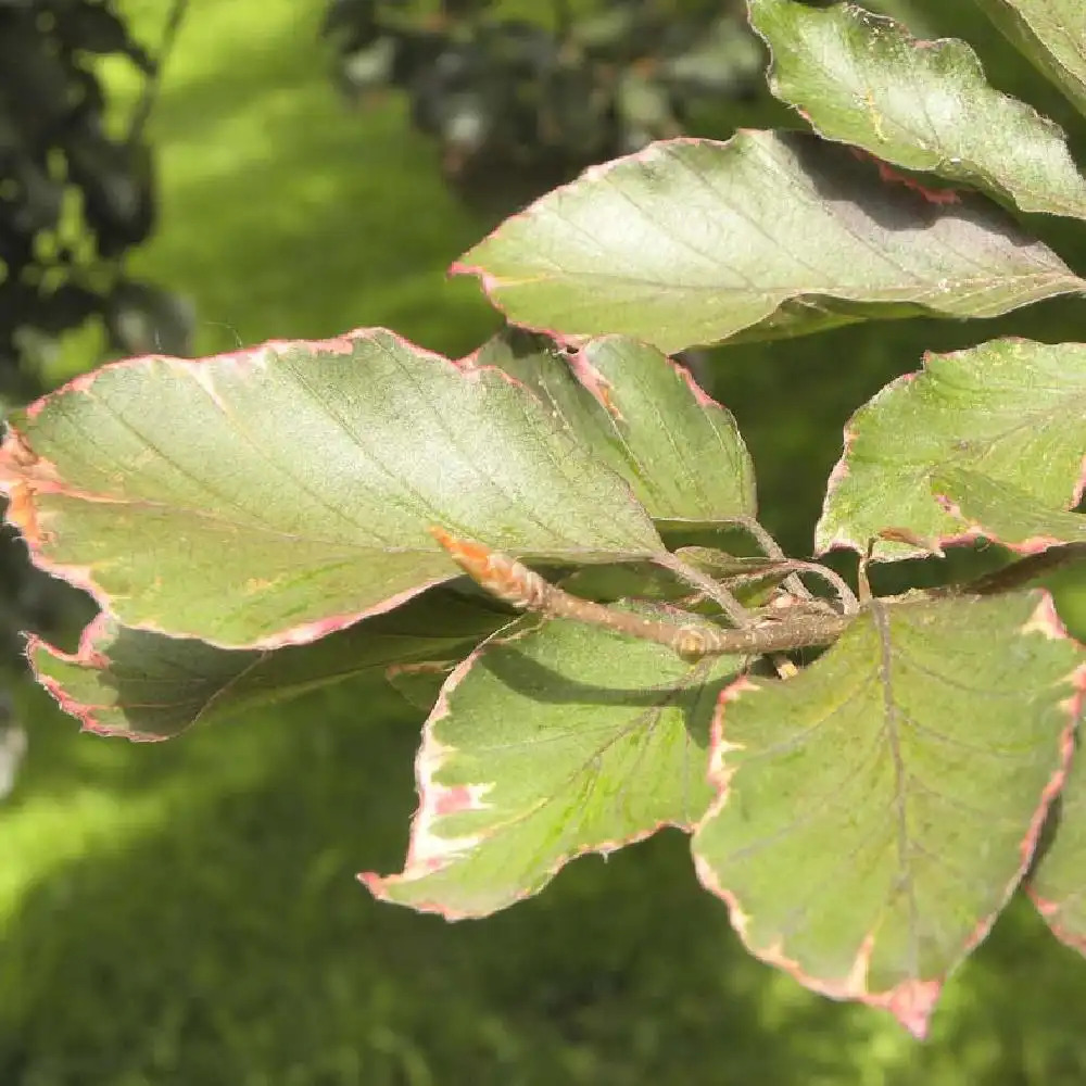 FAGUS sylvatica 'Tricolor'