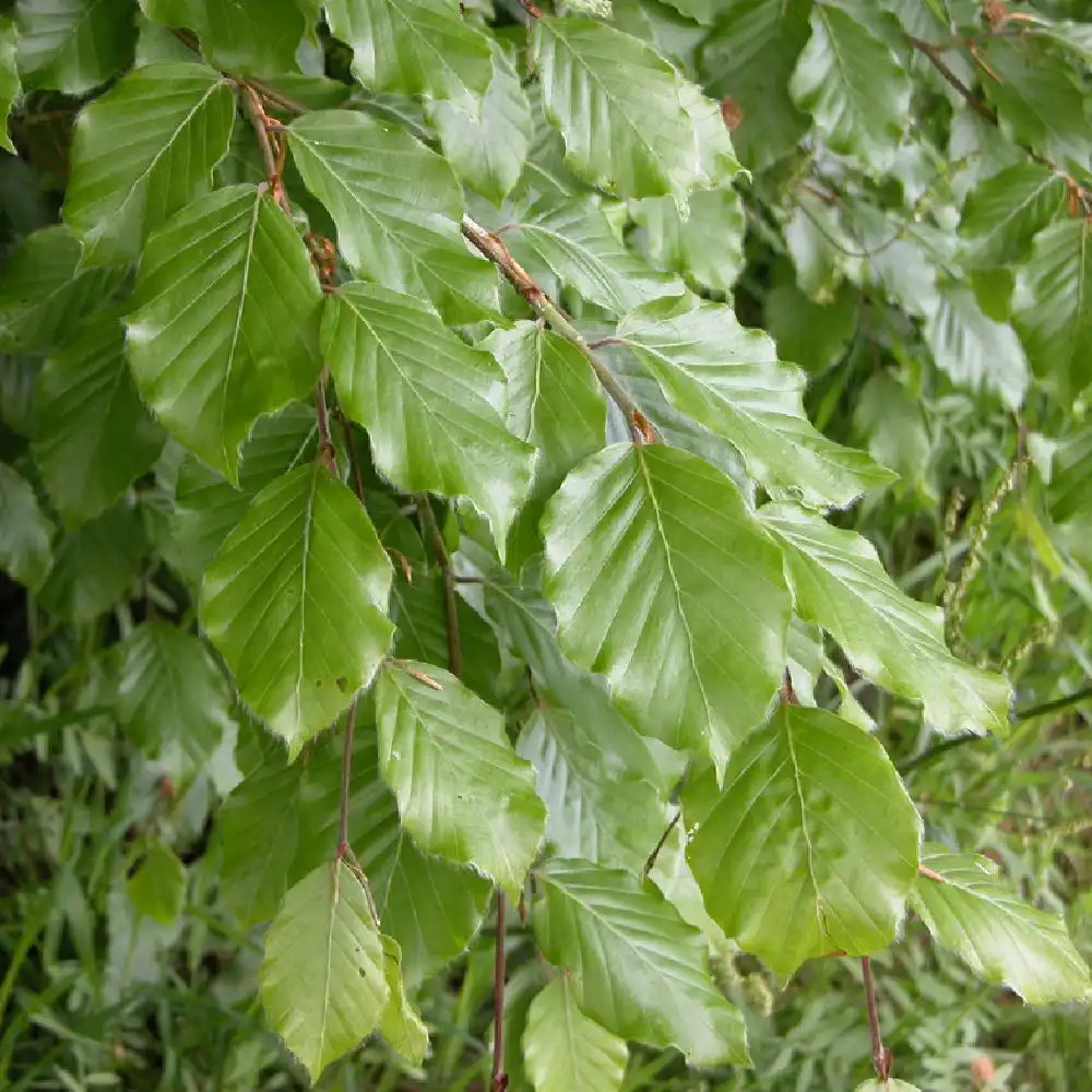 FAGUS Sylvatica H tre Commun Fayard Europ en Grand Arbre D FAGUS Sylvatica H tre Commun Fayard Europ en Grand Arbre D