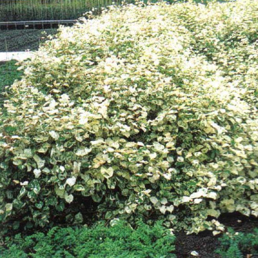 FALLOPIA japonica 'Variegata'