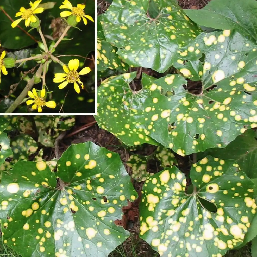 FARFUGIUM japonicum 'Aureomaculatum' (Ligularia)