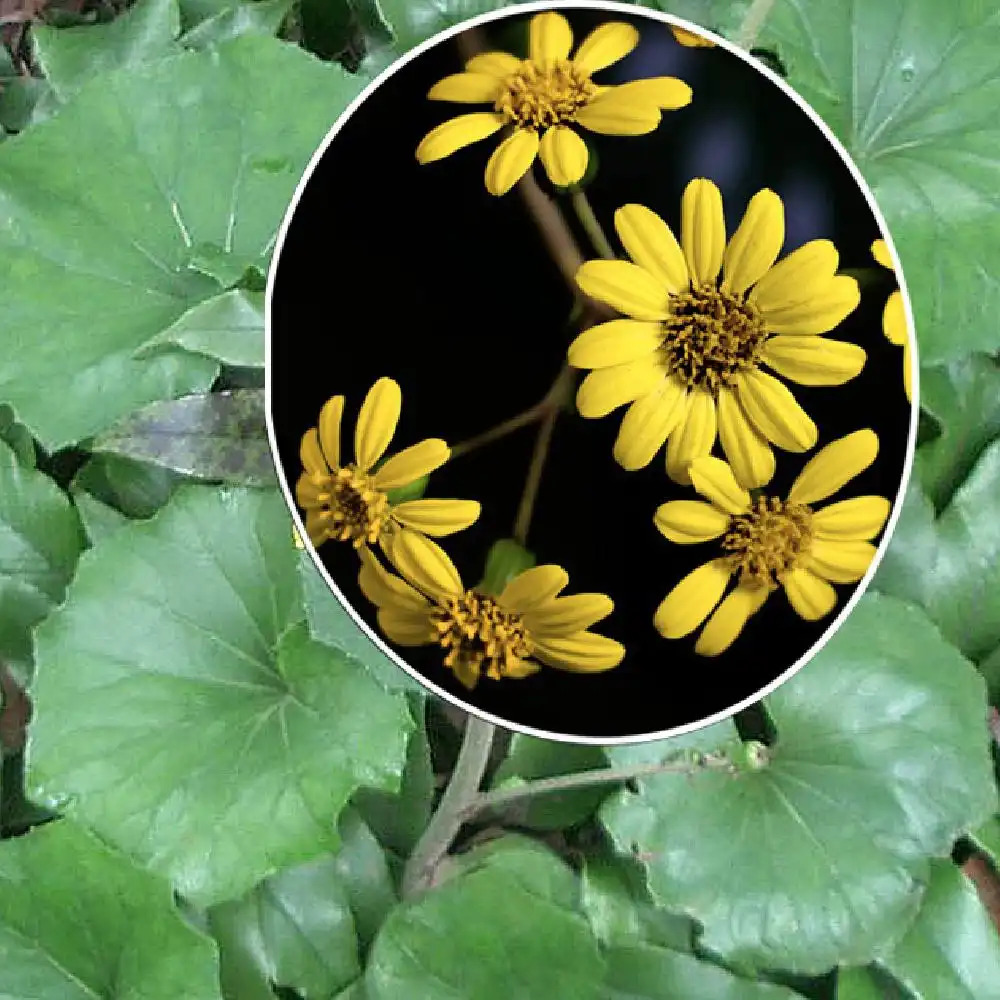 FARFUGIUM japonicum (=LIGULARIA tussilaginea)