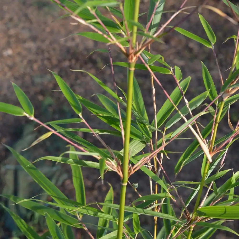 FARGESIA robusta 'Campbell'