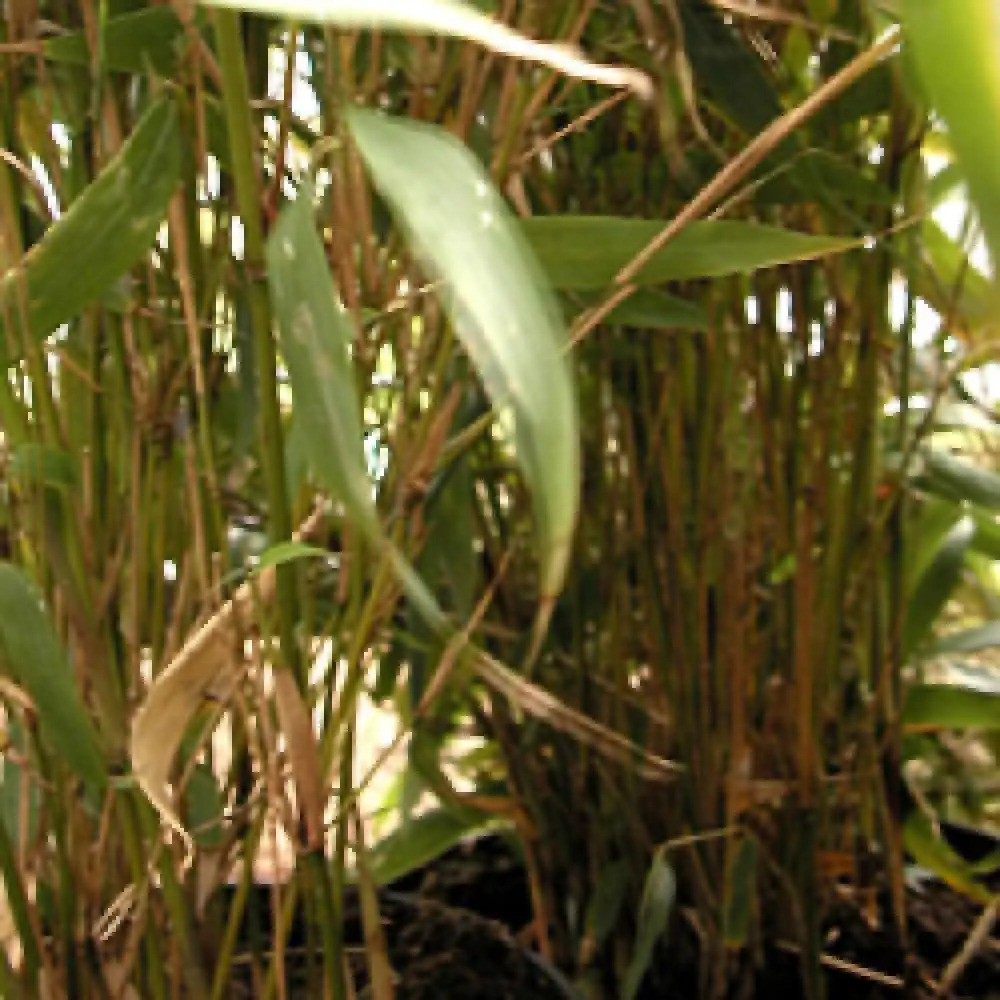 FARGESIA robusta 'Pingwu'.' image 2