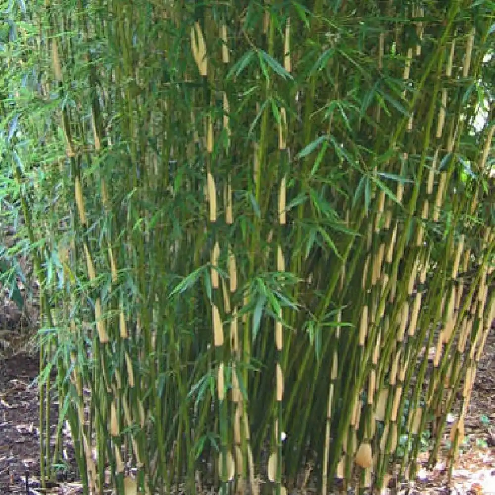 FARGESIA robusta