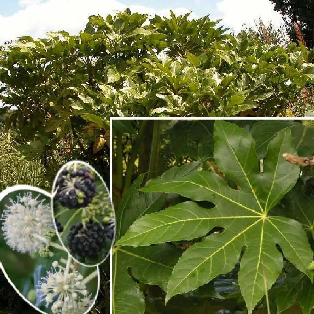 FATSIA japonica