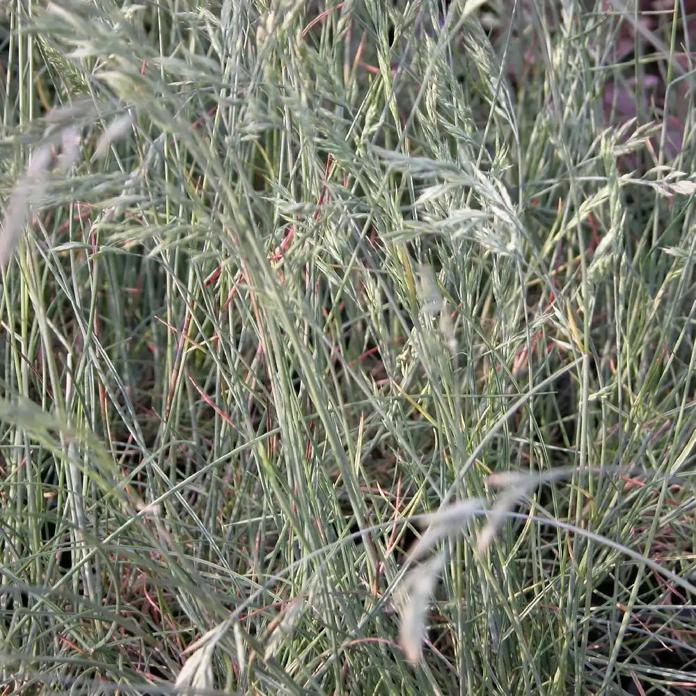 FESTUCA amethystina