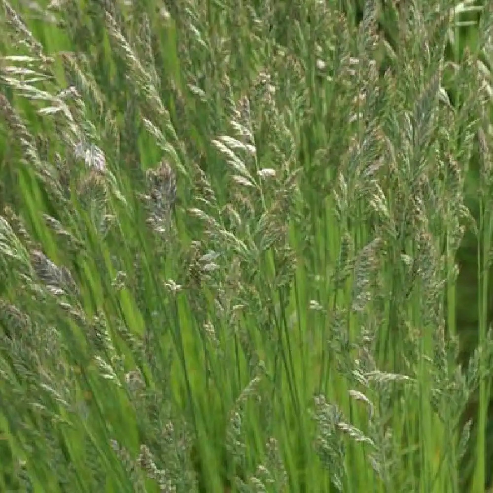 FESTUCA filiformis