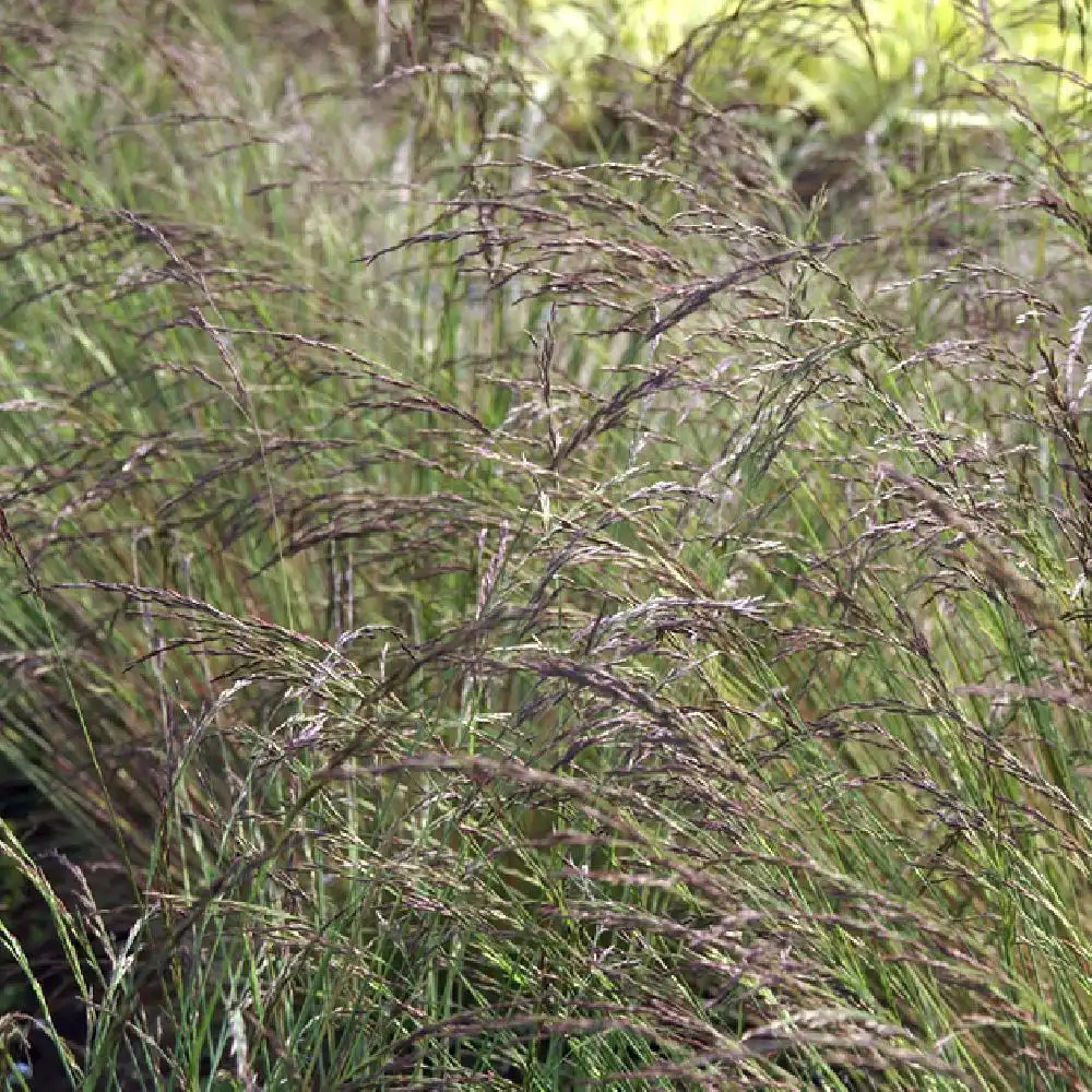 FESTUCA glauca 'Aprilgrün'