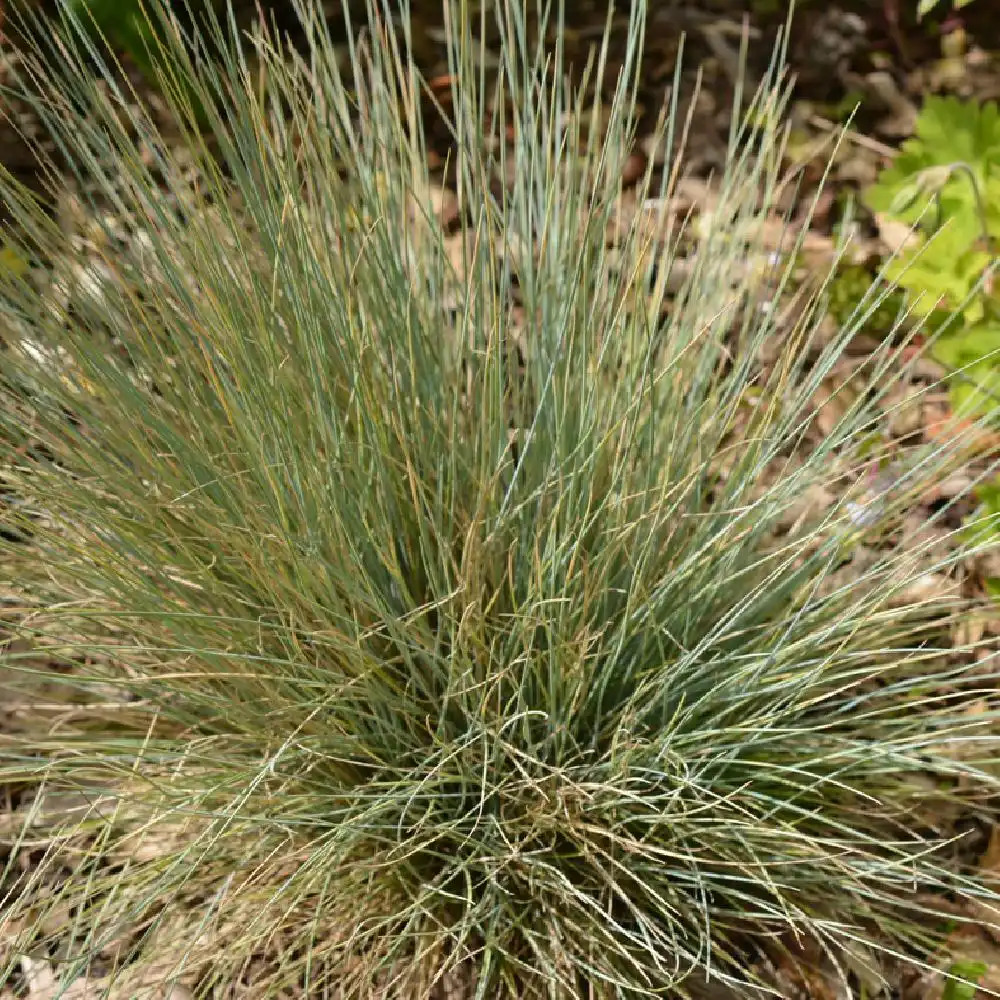 FESTUCA glauca 'Blaufuchs'