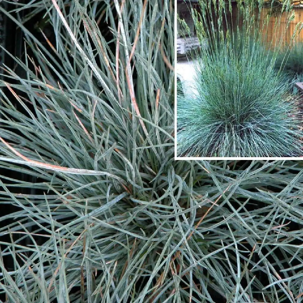 FESTUCA glauca 'Elijah Blue'