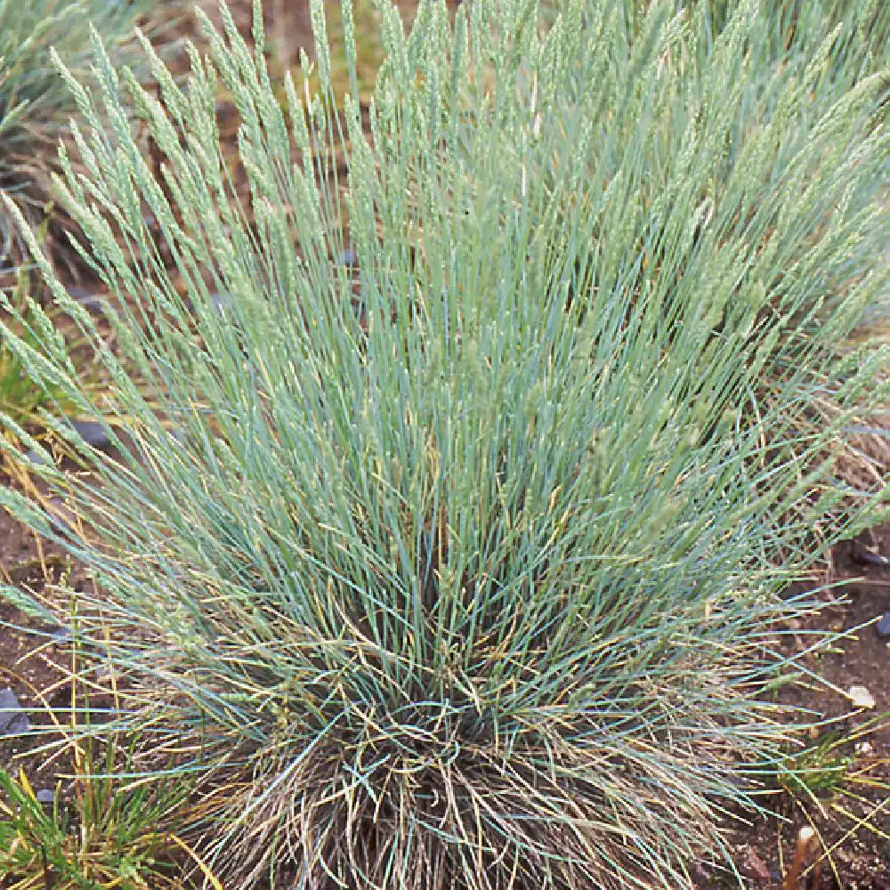 FESTUCA glauca (cinerea)