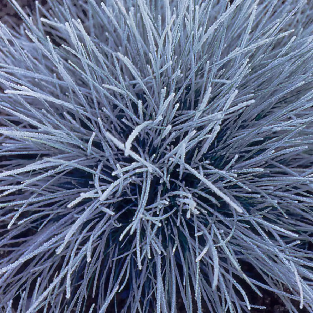 FESTUCA valesiaca 'Glaucantha'