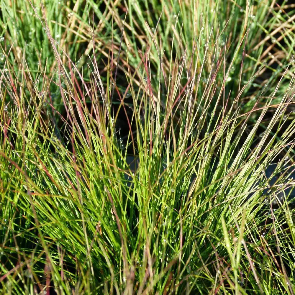 FESTUCA 'Walberla'