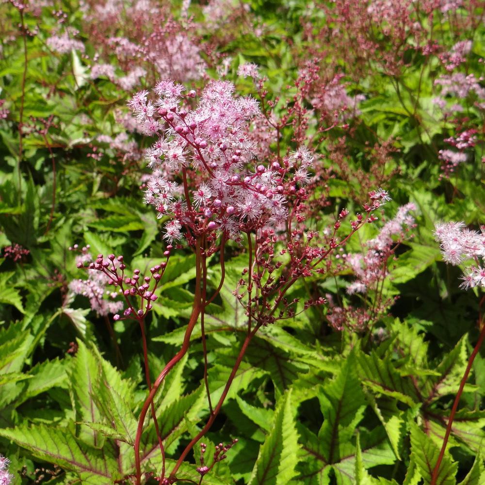 FILIPENDULA 'Red Umbrellas'