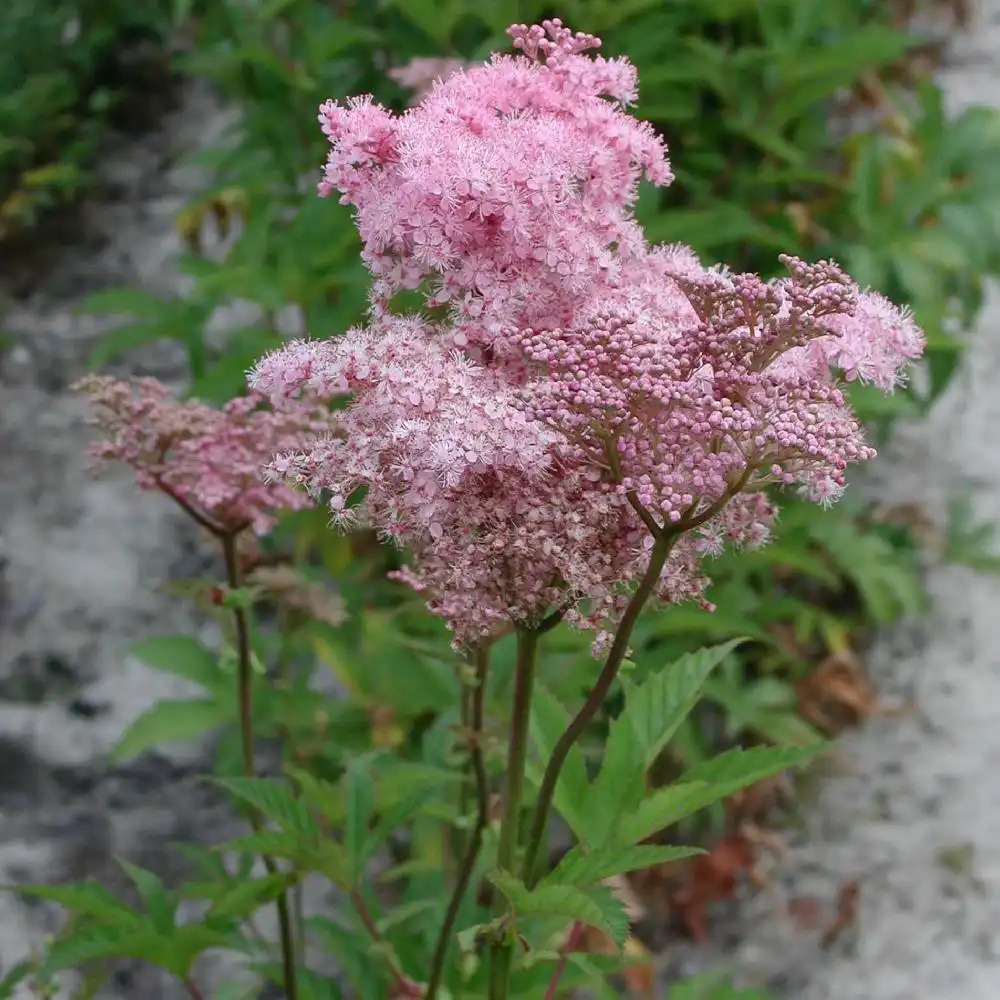 FILIPENDULA rubra 'Venusta'