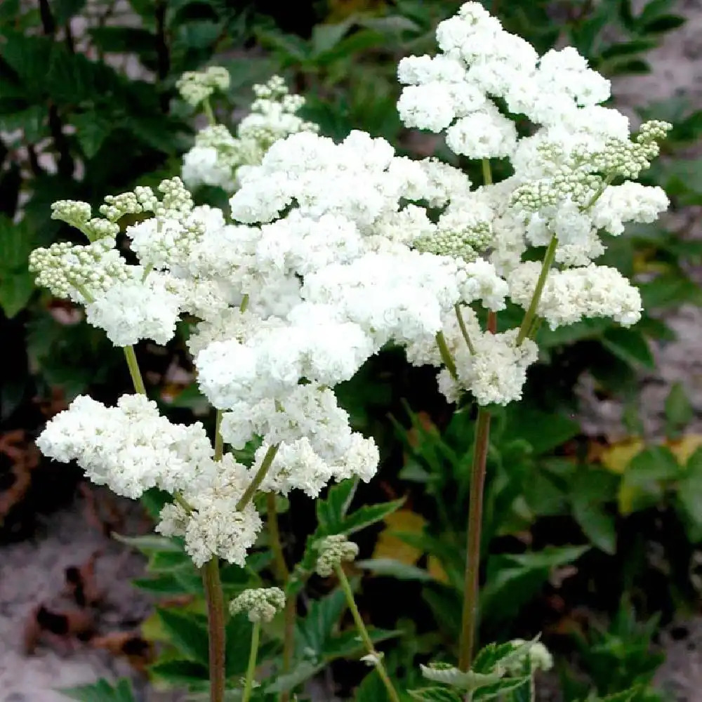 FILIPENDULA ulmaria 'Plena'