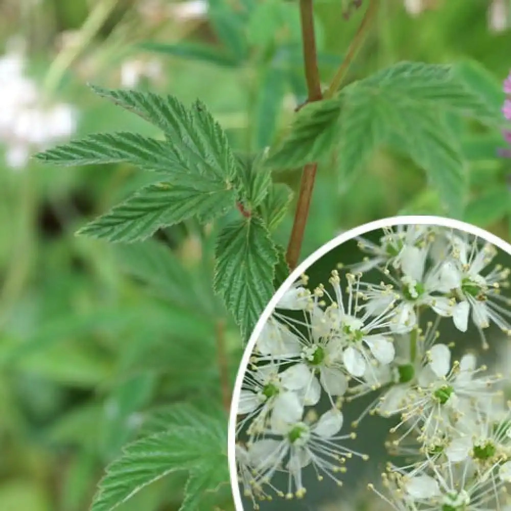 FILIPENDULA ulmaria