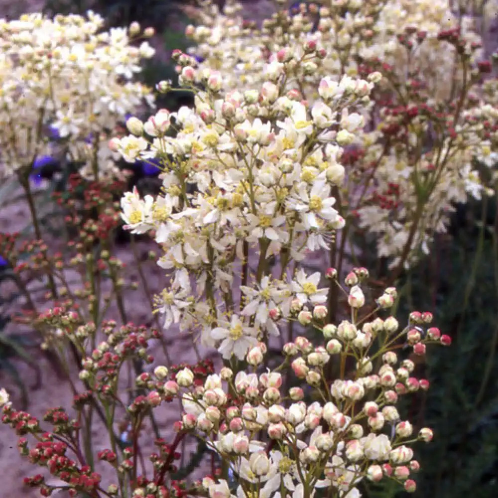 FILIPENDULA vulgaris (hexapetala)