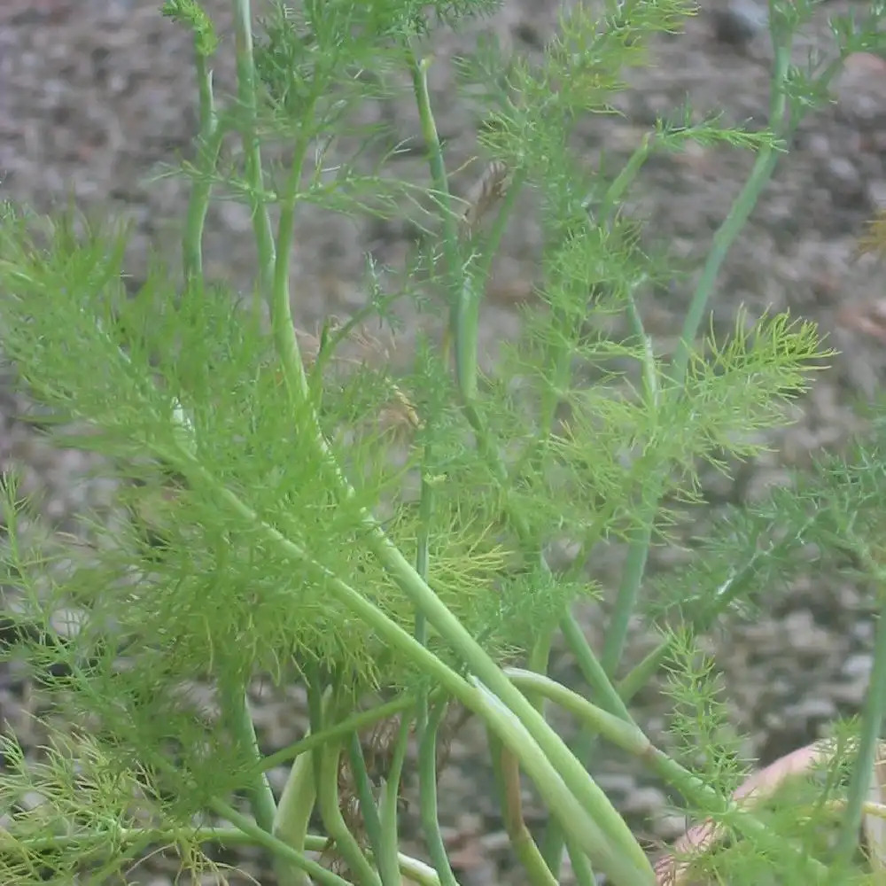 FOENICULUM vulgare