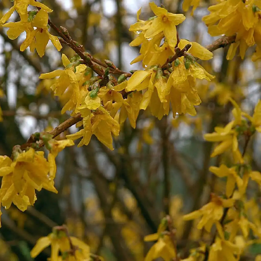 FORSYTHIA x intermedia 'Lynwood'