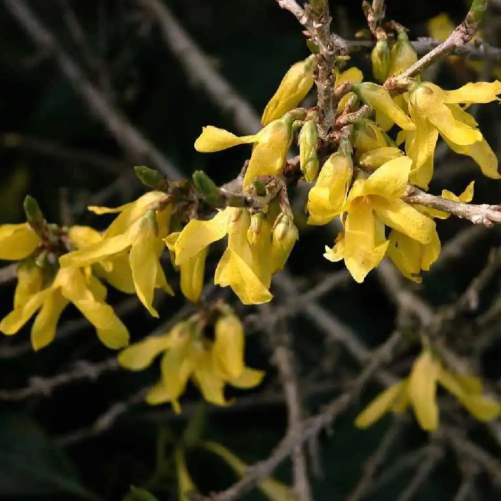 FORSYTHIA 'Marée d'Or'