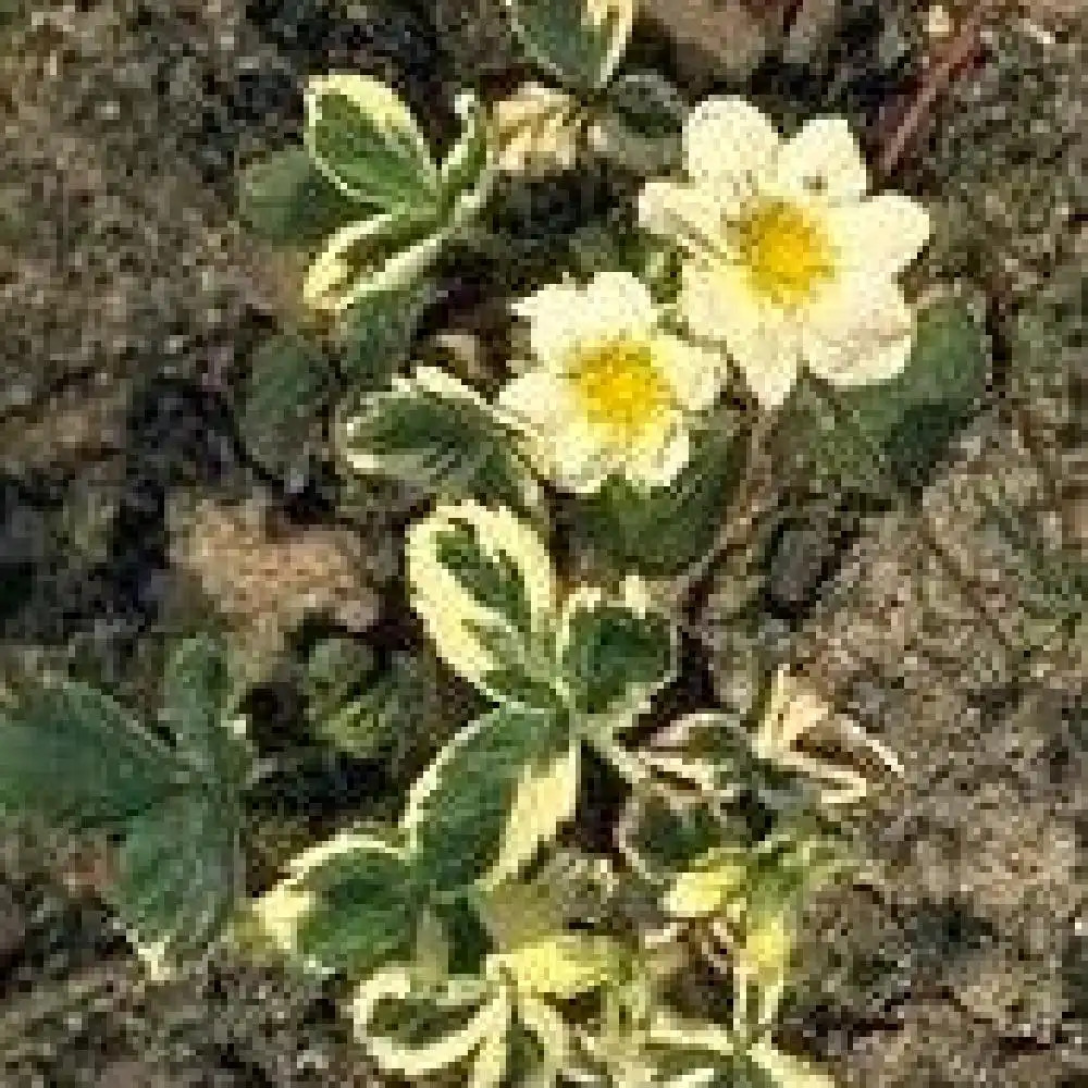 FRAGARIA chiloensis 'Variegata'