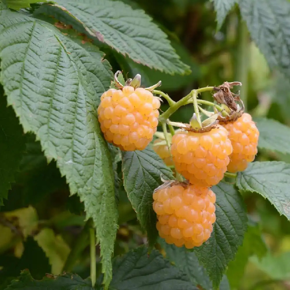 Framboisier 'Fallgold' (RUBUS) - Framboisier - Framboise - pépinières  Lepage Bretagne Bord de mer