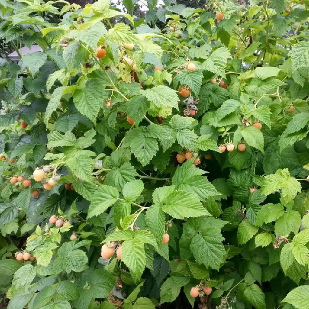 Framboisier 'Zeva' (RUBUS) - Framboisier - Framboise - pépinières Lepage  Bretagne Bord de mer