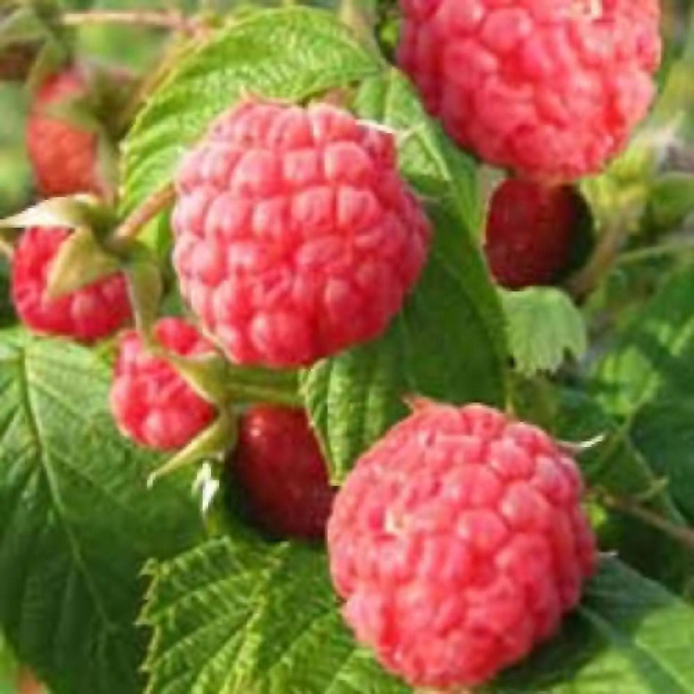 Framboisier 'Heritage' (RUBUS...)