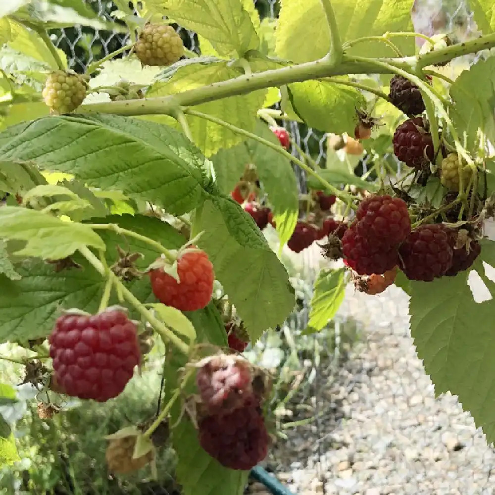 Framboisier 'September' (RUBUS) - Framboisier - Framboise - pépinières  Lepage Bretagne Bord de mer