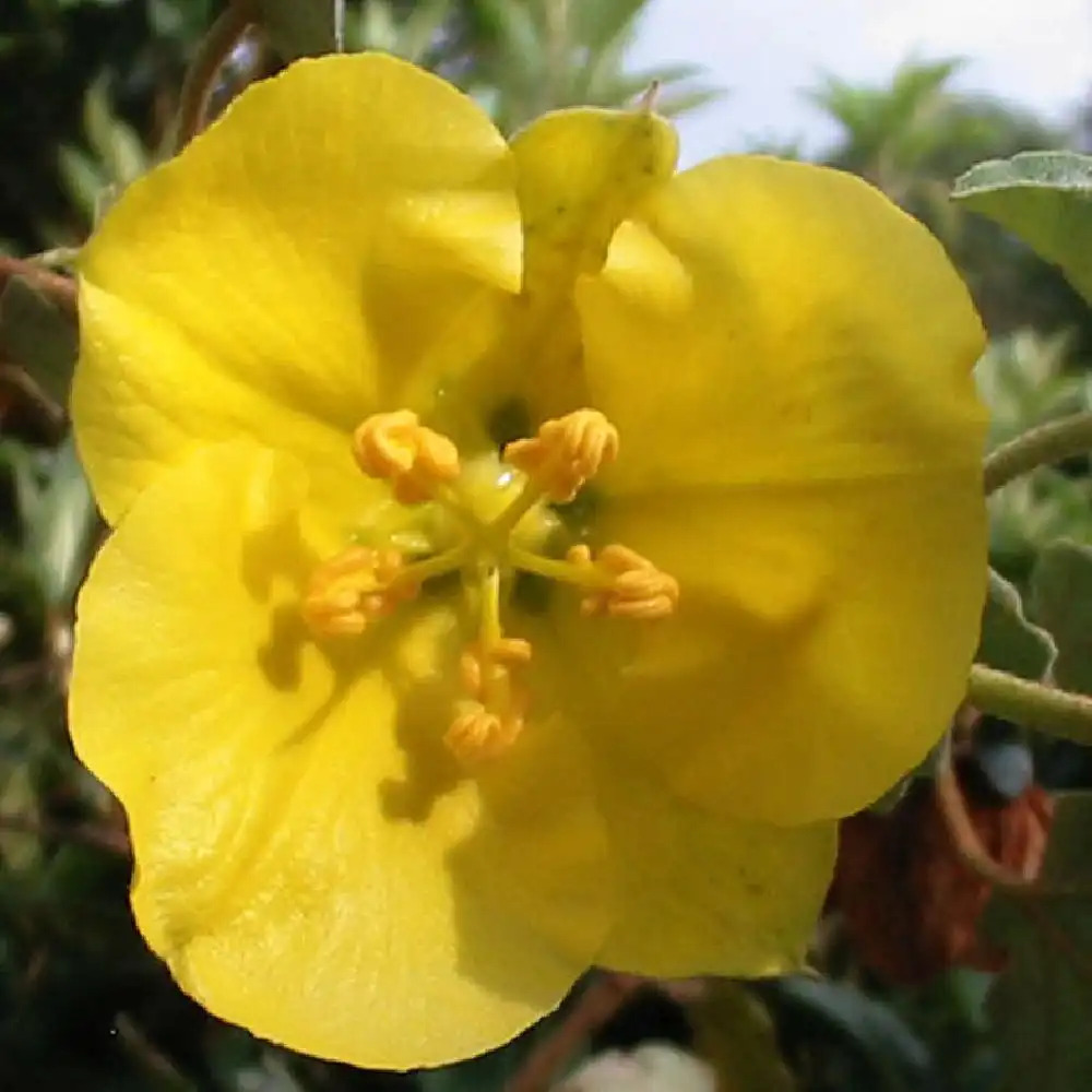 FREMONTODENDRON californicum