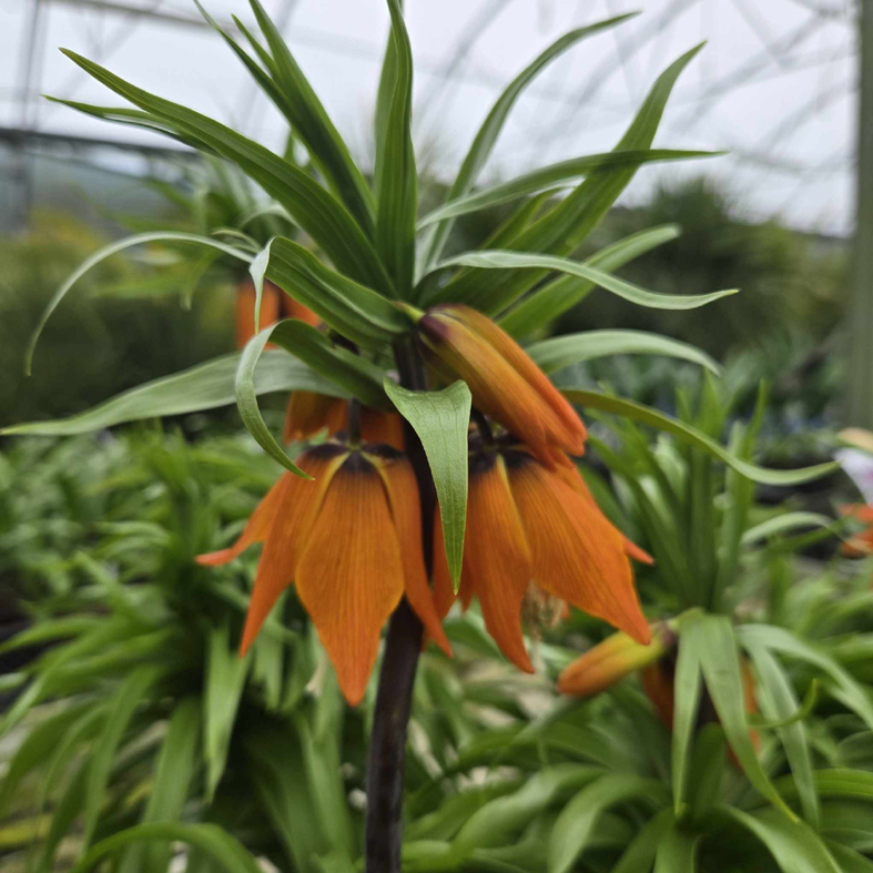 FRITILLARIA imperialis 'Aurora'