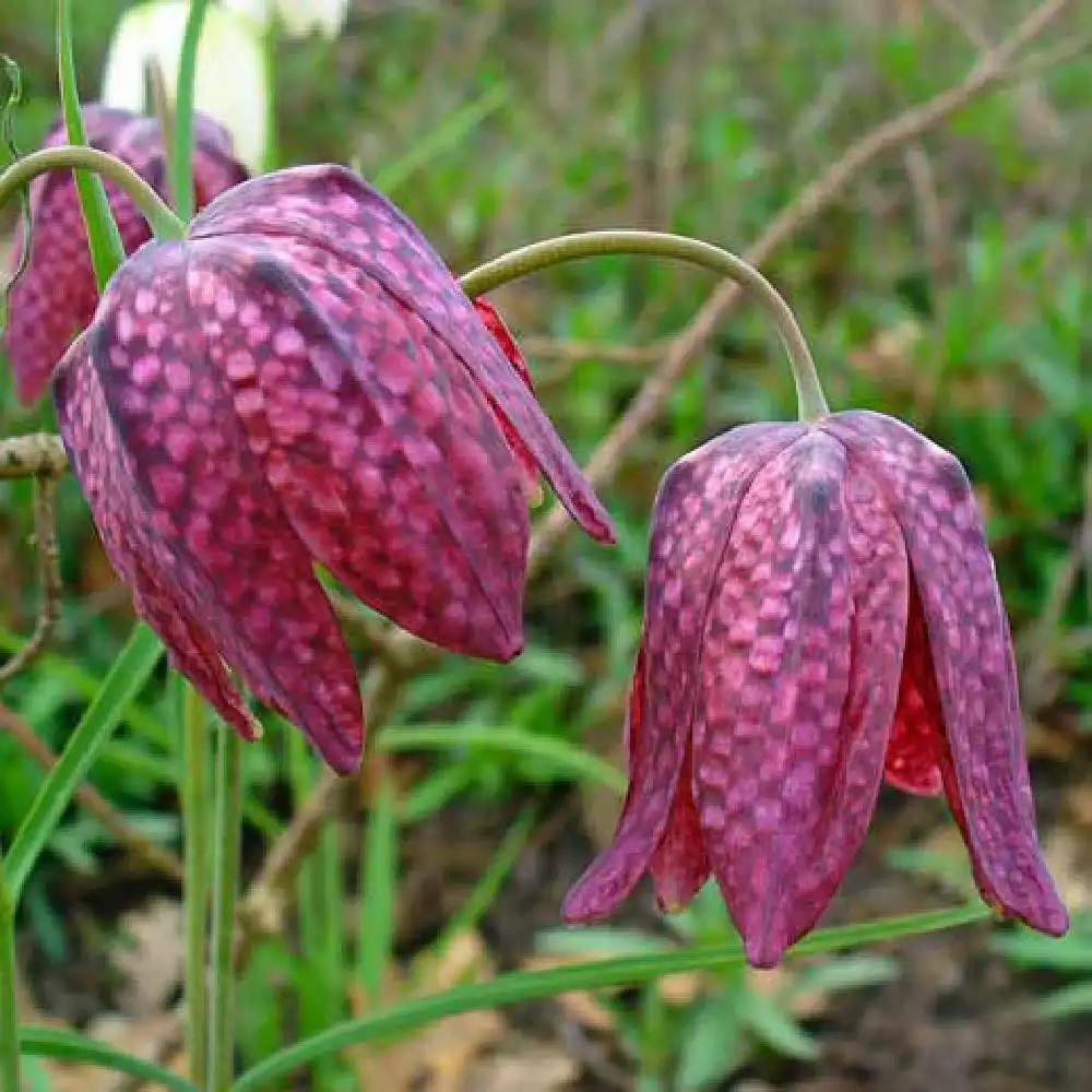 FRITILLARIA meleagris (lot de 10)