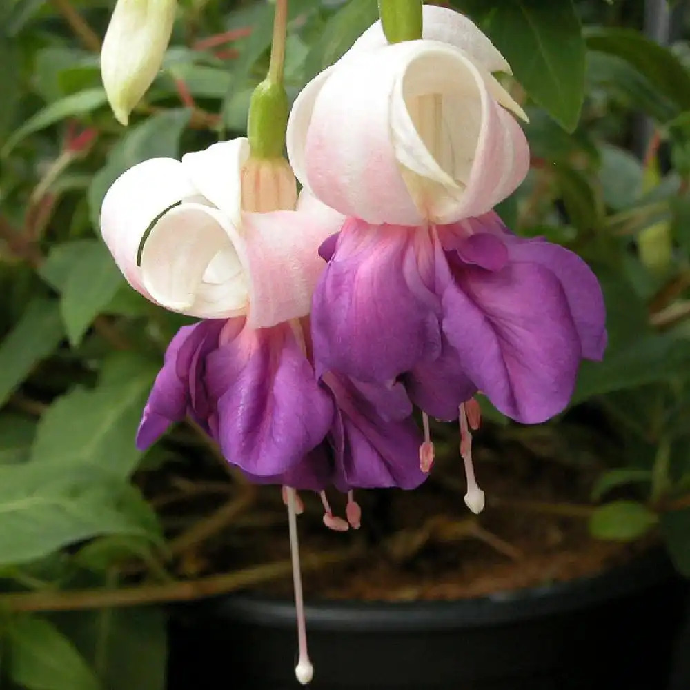 FUCHSIA 'Blue Satin'