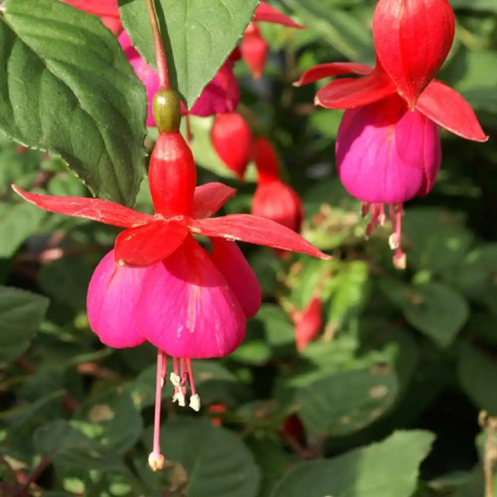 FUCHSIA 'Champion'