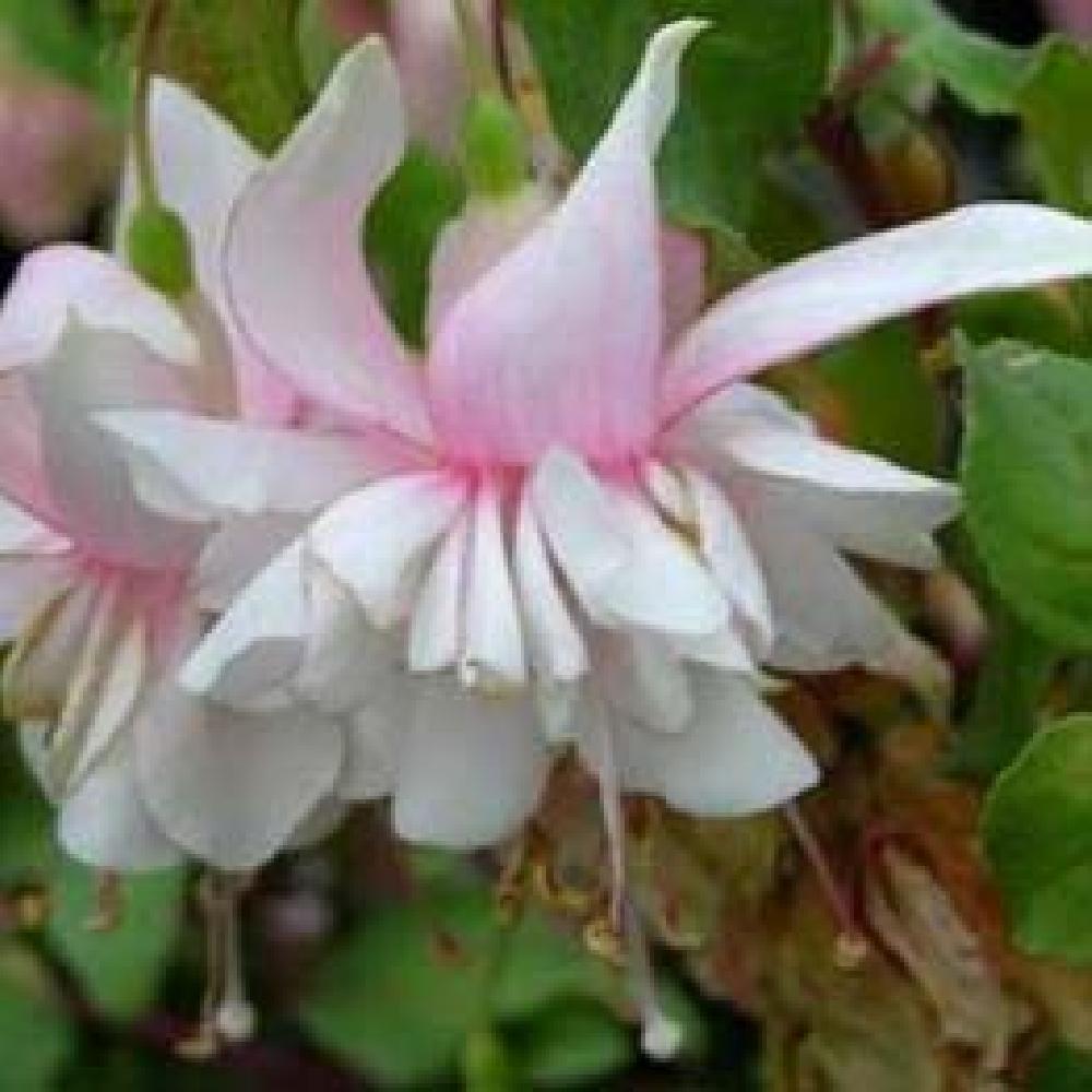 FUCHSIA 'Harry Gray'