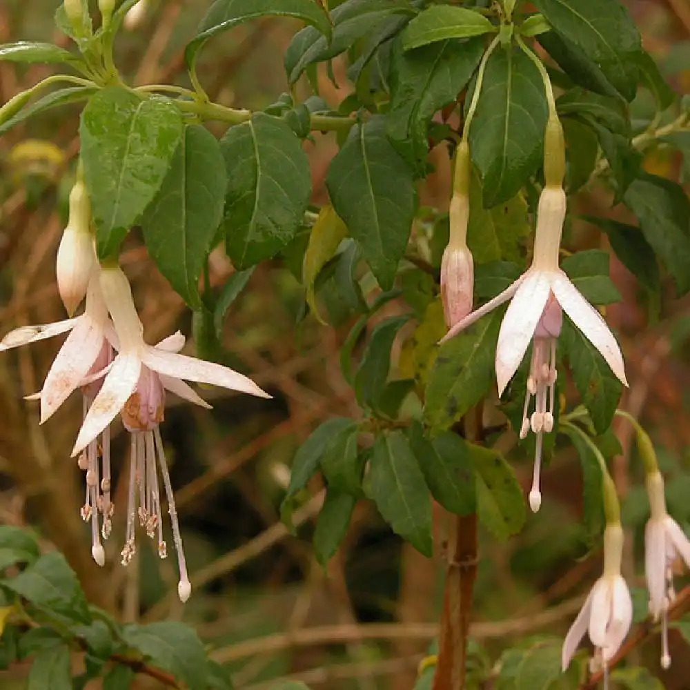 FUCHSIA magellanica var. molinae