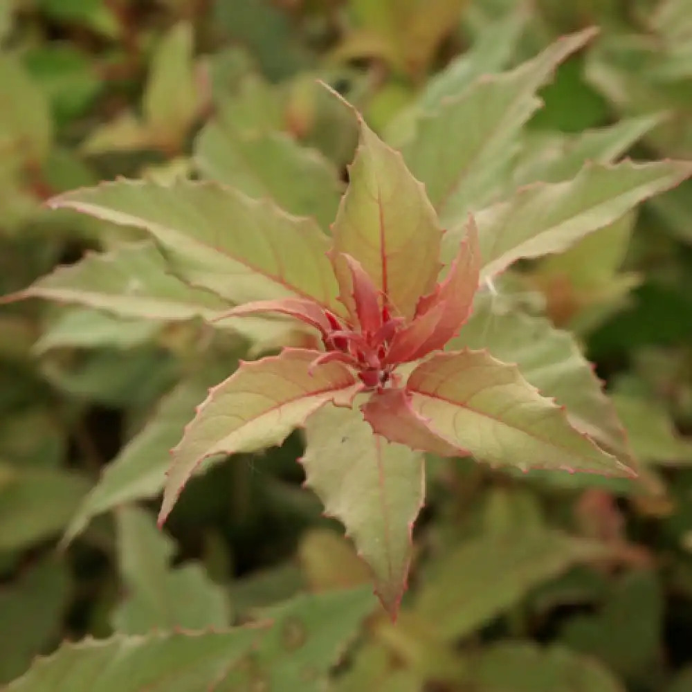 FUCHSIA magellanica 'Versicolor' ('Tricolor')