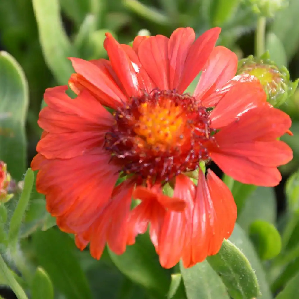 GAILLARDIA aristata Sunset Celebration ®