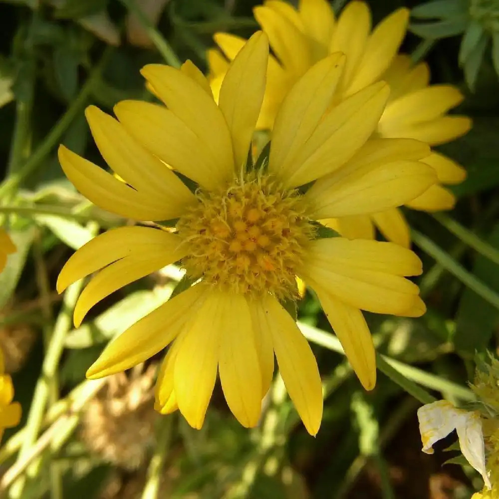 GAILLARDIA 'Aurea Pura' (G. 'Maxima Aurea') - Gaillarde jaune - pépinières  Lepage Bretagne Bord de mer