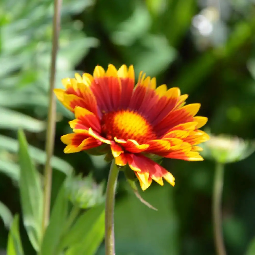 GAILLARDIA 'Bijou'