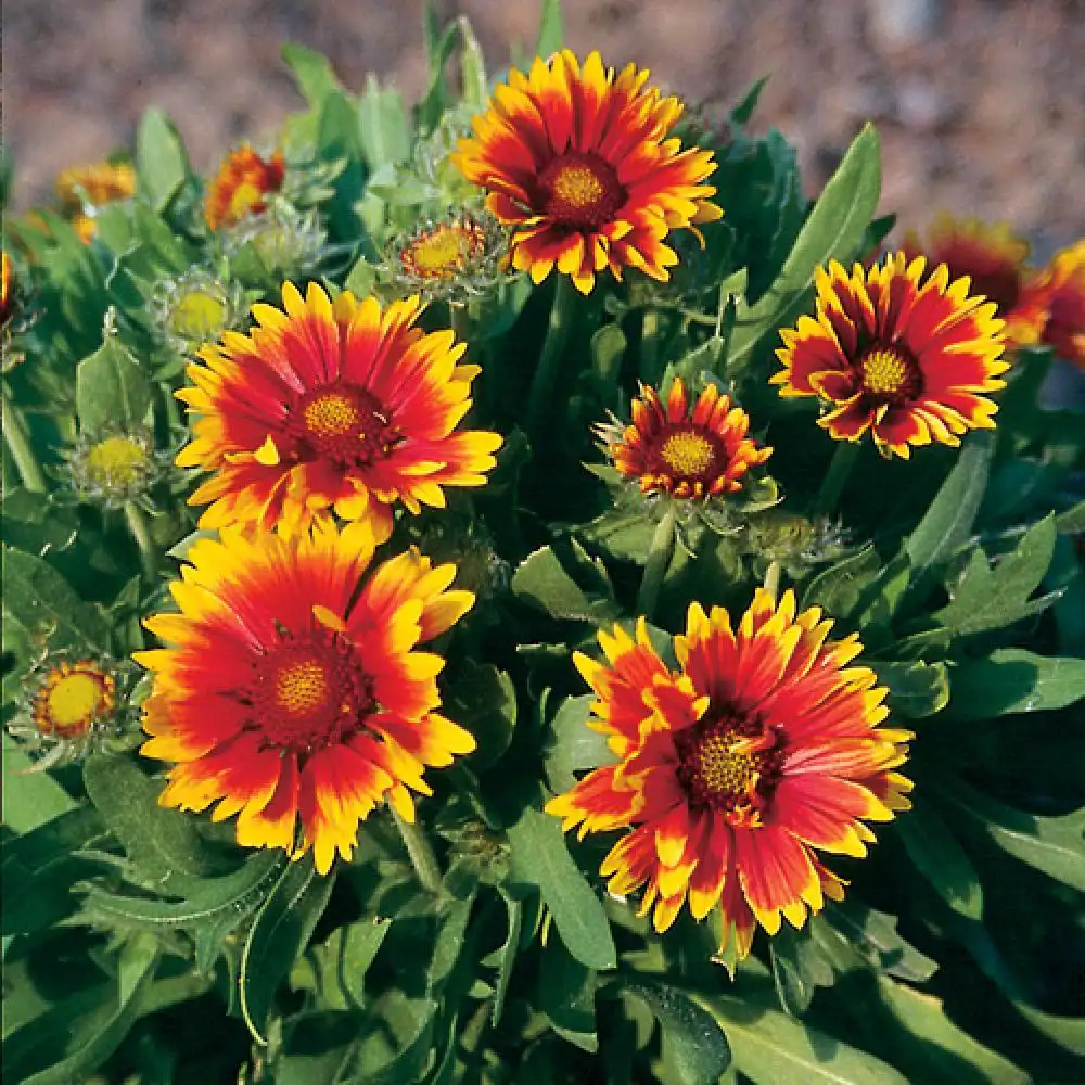 GAILLARDIA Bijou Gaillardes pepinieres Lepage Bretagne Bord de mer