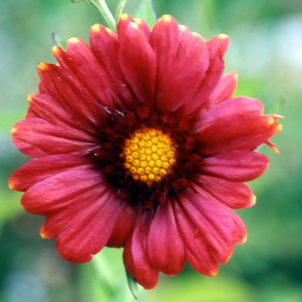 GAILLARDIA 'Burgunder' ('Bourgogne')