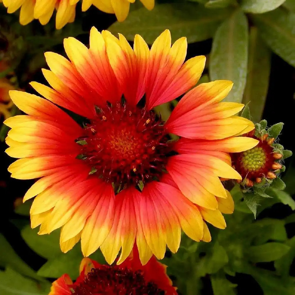 GAILLARDIA 'Fackelschein' (= 'Torchlight')